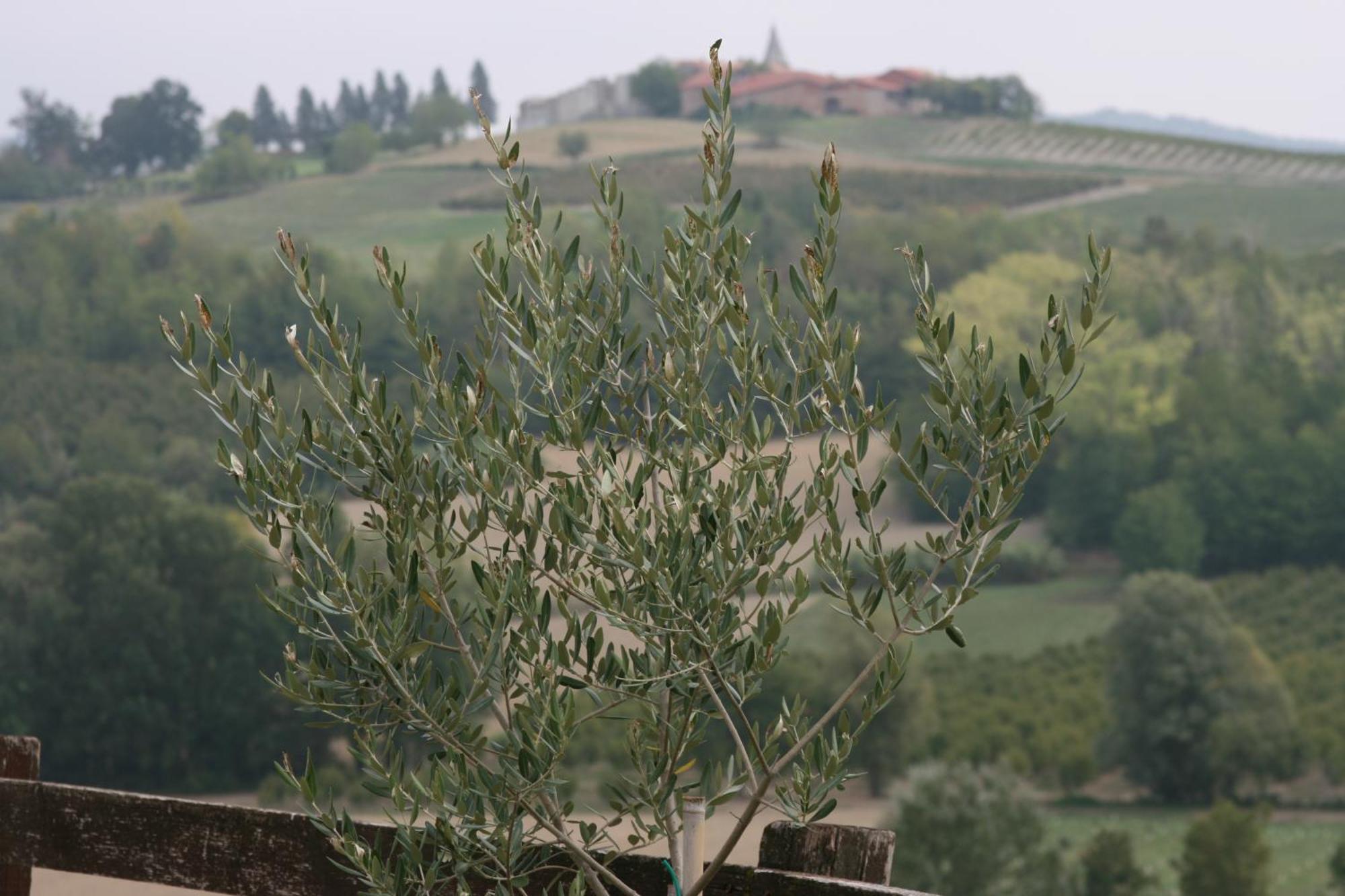Cascina Fazioli Villa Alfiano Natta Ngoại thất bức ảnh